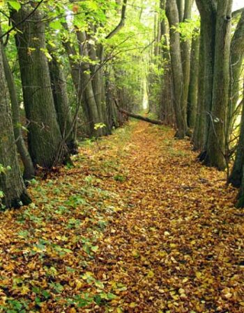 Krekenavos regioninis parkas