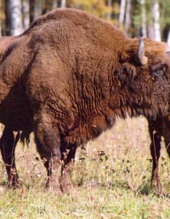 Krekenavos regioninis parkas