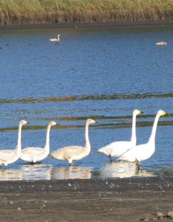 Kurtuvėnų regioninis parkas