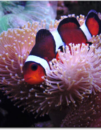 Lietuvos jūrų muziejus