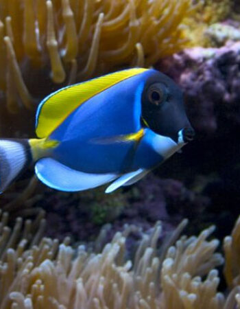 Lietuvos jūrų muziejus