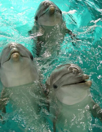 Lietuvos jūrų muziejus