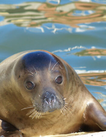 Lietuvos jūrų muziejus