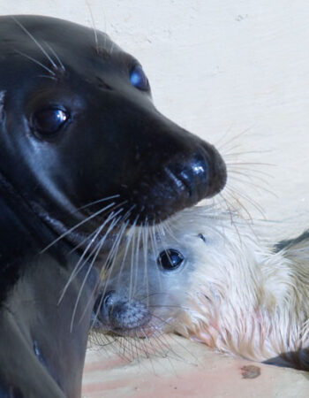 Lietuvos jūrų muziejus