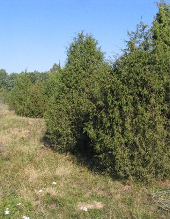 Salantų regioninis parkas