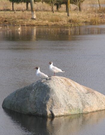 Ventos regioninis parkas