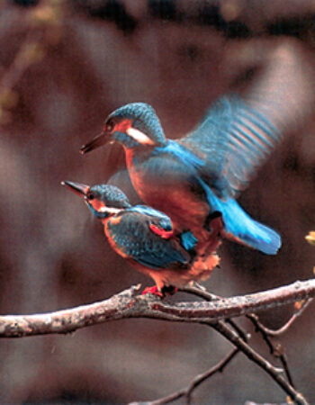 Ventos regioninis parkas