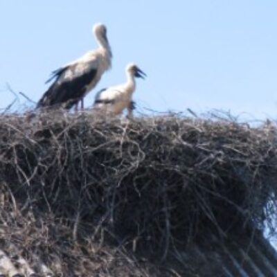Vištyčio regioninis parkas